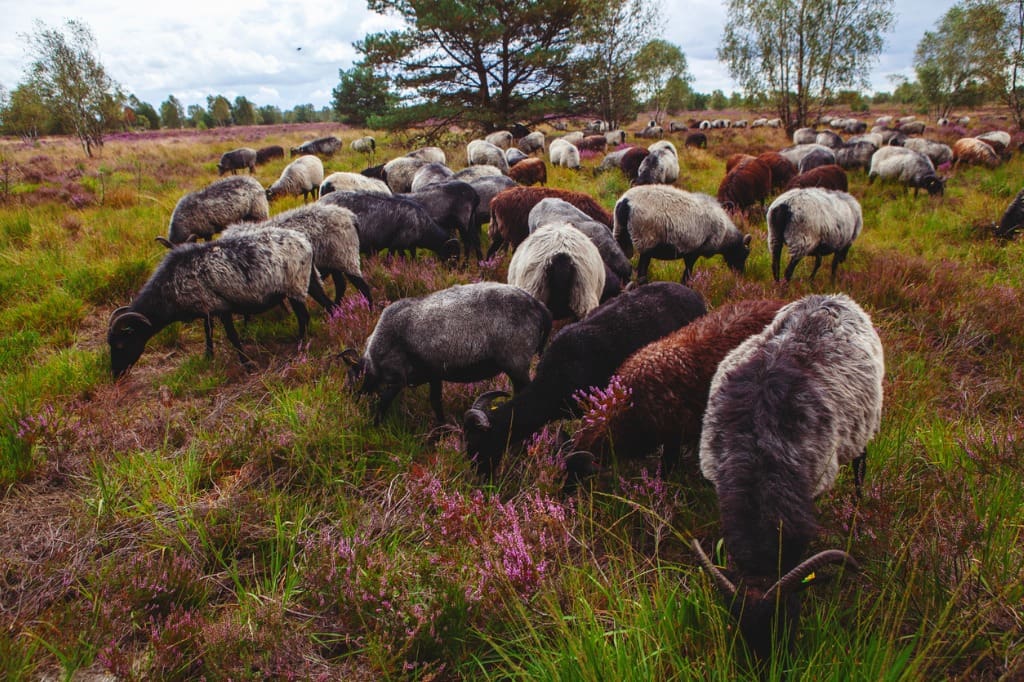 Herde von gehörnten grauen Schafen (Heidschnucke-Rasse) - typisch für das Naturschutzgebiet Luneburger Heide - grasen unter den blühenden lila Heidepflanzen – Quelle iStock Photo - ARTindividual